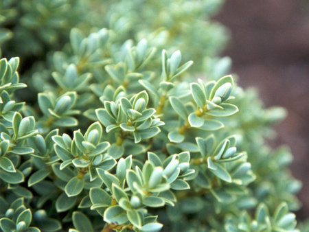 Hebe Pinguifolia